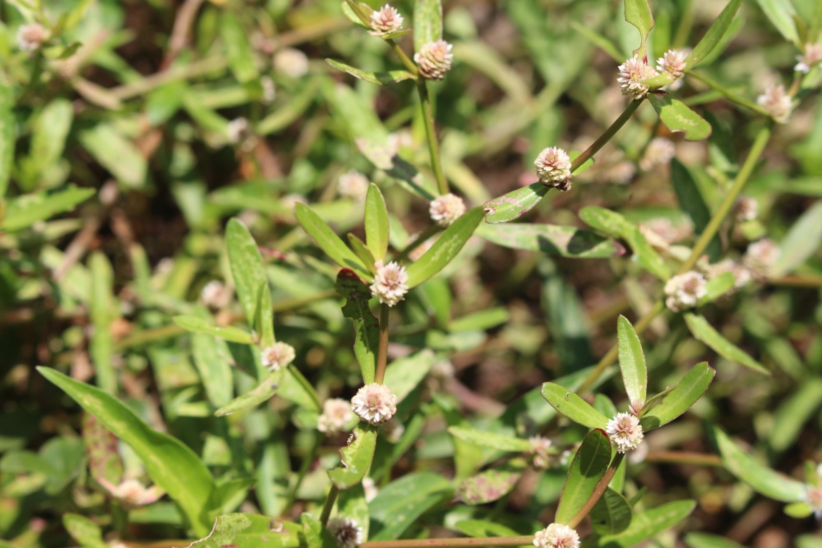 Alternanthera sessilis (L.) R.Br. ex DC.